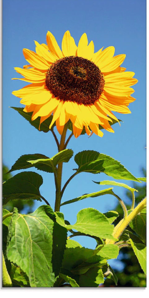 Sonnenblume